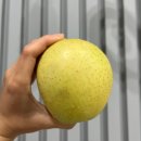 황금상회 | 시나노골드 사과 추천 돌마리상회 황금사과 중대과 5kg 후기