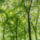 숲(Forest) 이미지