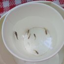 [경남거창]월성계곡 주은캠핑장 옆 계곡 이용후기