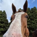 동산사슴목장 이미지