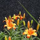 소희꽃농원 이미지