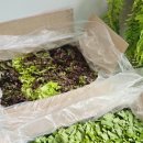 상추 | 산지직송 꽃상추 1kg 상추무침 후기