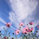 코스모스 이미지