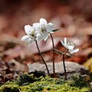 수리산 변산바람꽃 노루귀 야생화 봄꽃여행 이미지