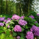 비파농장 이미지