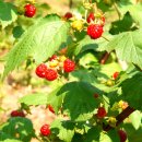 미주농장 이미지