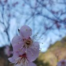 노루목향기 이미지