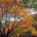 산자락 티스토리