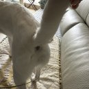 애견미용실 몽자네 이미지