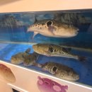 산호복집 이미지