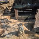 임대길농장 | [전남여행/무안] 아이와 함께 가기 좋은 곳, '회산 백련지 동물농장' 나들이