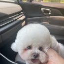 펫택시 이미지
