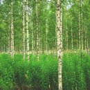 자작나무숲 가는 길 이미지