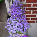 로벨리아 이미지