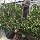 그린농원 | 제주도 말고 대구에도 귤농장이 있다니!! 별그린농원🍊