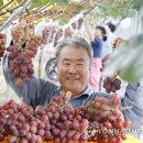 레드머스캣