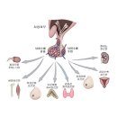 갑상선 기능 저하증 이미지