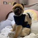 또, 올개 이미지