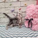 헬로펫 효자점 이미지