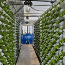 청년모종 이미지