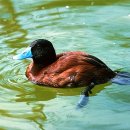 오리사랑 이미지