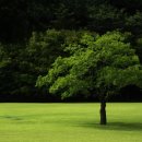 나무한그루 이미지