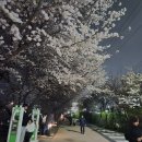 도깨비 PC | 수원 벚꽃 명소 황구지천 봄날 데이트 장소 야경 맛집 후기