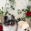 포동펫살롱 이미지