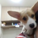 영통동물병원 이미지