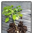 신가네농장 이미지