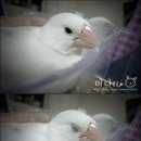 Honey Bunny 이미지