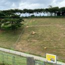 칠곡양떼목장 이미지