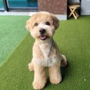 멍멍플라워 이미지