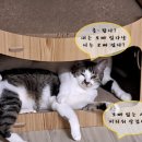 못말리는 고양이 이미지