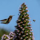 금주 세계 최고의 야생동물 사진: 삵, 대머리수리 인형, 숨바꼭질하는 산토끼 이미지