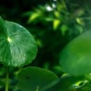 파마시아약국 이미지