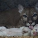 살구나무집 이미지