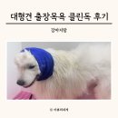 클린독 | 대형견 출장목욕 클린독 서울 수도권 사모예드 체험 후기