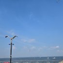 충남 당진 삽교호 아이와 함께 당일 나들이하기 좋은곳(Feat. 삽교호놀이동산, 삽교호물놀이, 갈매기 밥...