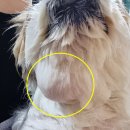 분당고은 동물병원 | 분당 동물병원 강아지 침샘 수술 솔직 후기