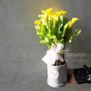 꽃영남 이미지