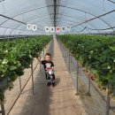 가은농장 | 영천 아이와 가볼 만한 곳: 29개월 아기랑 '부농딸기' 체험 (놀거리 가득한 딸기 농장)