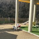 스타일좋개 | [양산/어곡]애견동반 강아지 운동장 애댕의 숲 다녀온 후기 🐶