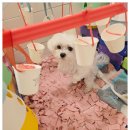 부산애견호텔 강아지유치원 맘바이 사하구점 | 다대동애견호텔 후기 부산애견호텔 애견유치원 맘바이사하구점 편안한 돌봄이 있는 곳