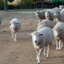 청솔목장 이미지