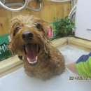 재키애견 이미지