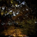 조선 왕가 | [선정릉 왕가의 산책] 빛과 숲길이 만나는 밤, 세계유산 조선왕릉축전 2025 선정릉 ‘왕가의 산책’ 후기