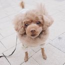 비슬동물병원 이미지