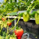 능동농장 이미지