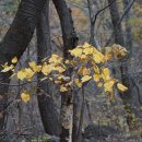 생강나무[Lauraceae (녹나무과) ＞ Lindera (생강나무속) ＞ obtusiloba (생강나무)] 이미지